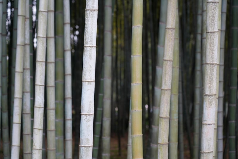 Eco-Friendly Fashion Accessories