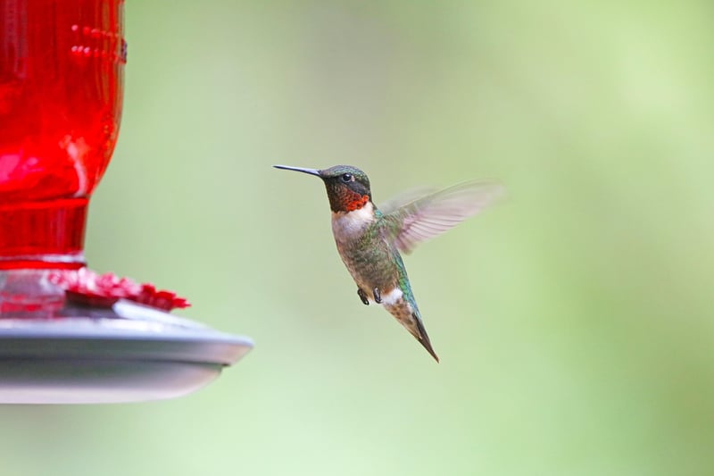 DIY bird feeders