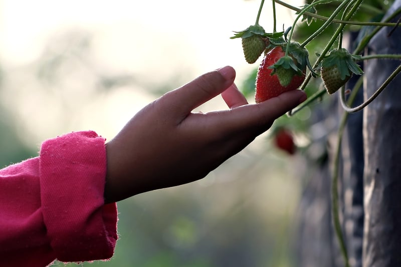 Plant a Garden